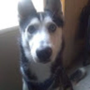 Meet your Posher, Misty